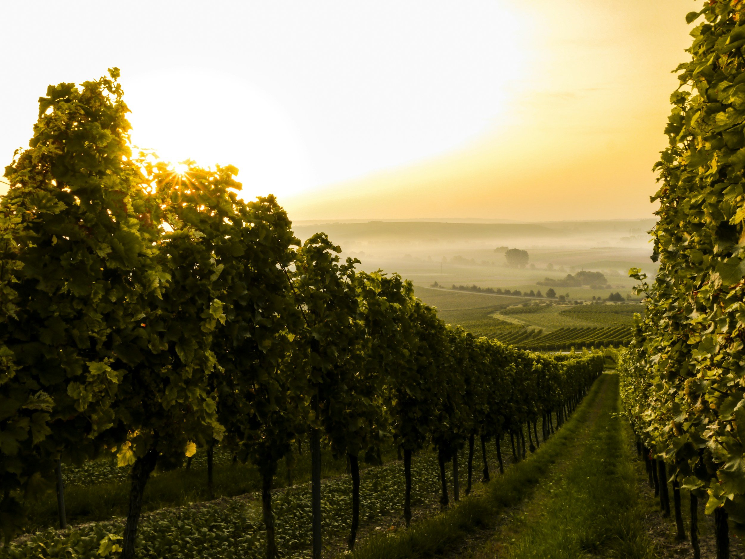 7 Reasons Why Hiring Professional Wine Movers Is A Smart Choice
